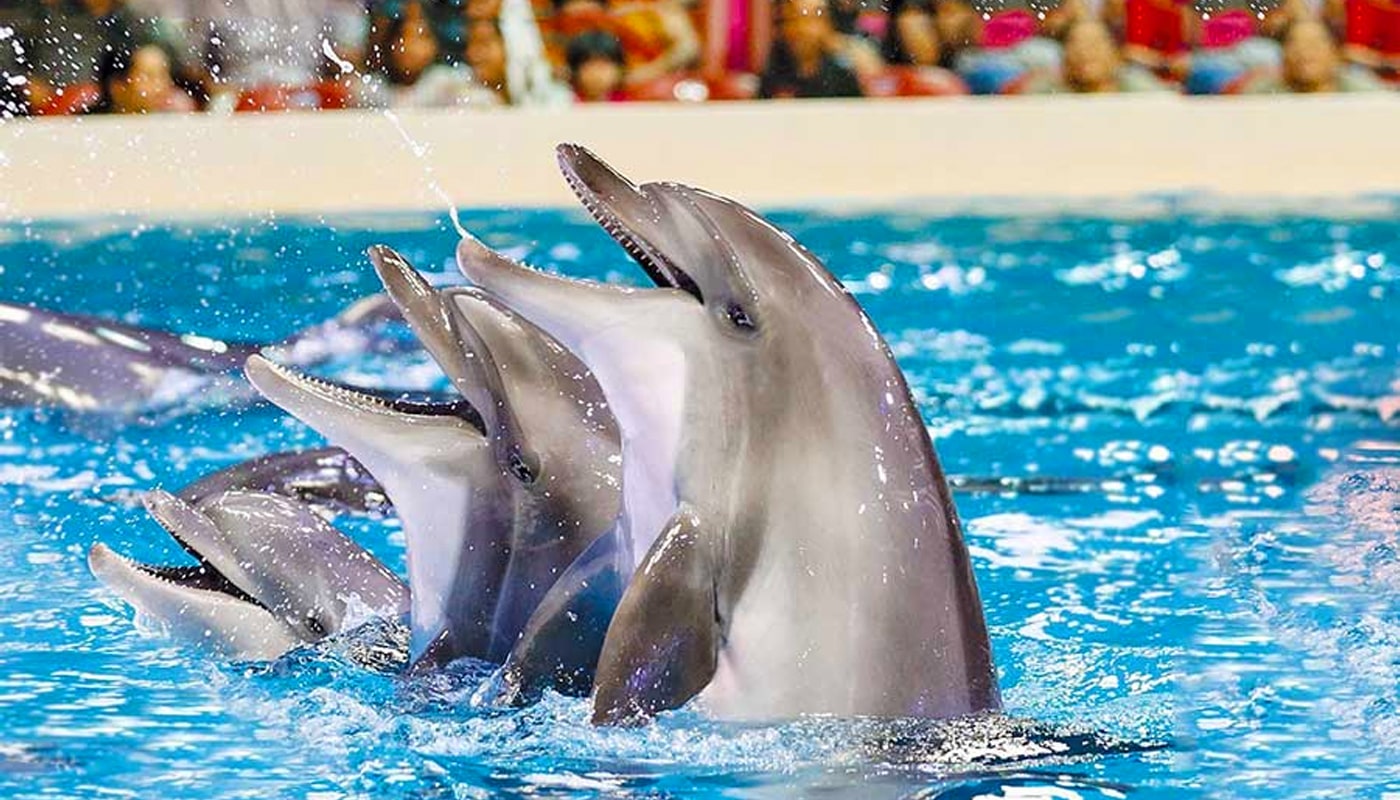 تفریحات کیش - پارک دلفین ها
