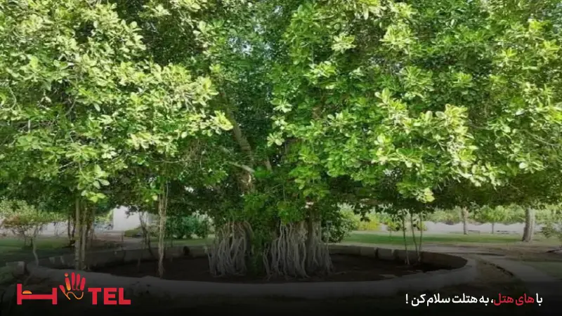 درخت سبز کیش