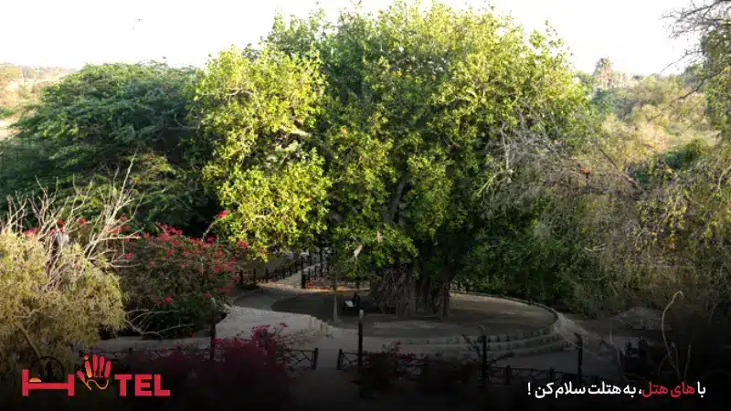 ساعت بازدید از درخت سبز کیش