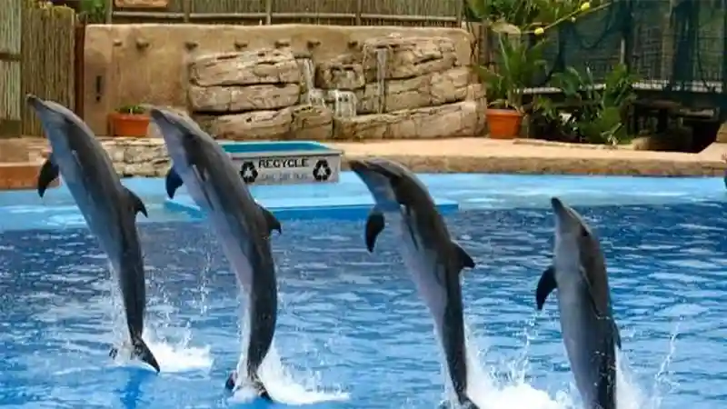 امکانات مختلف پارک دلفین در کیش