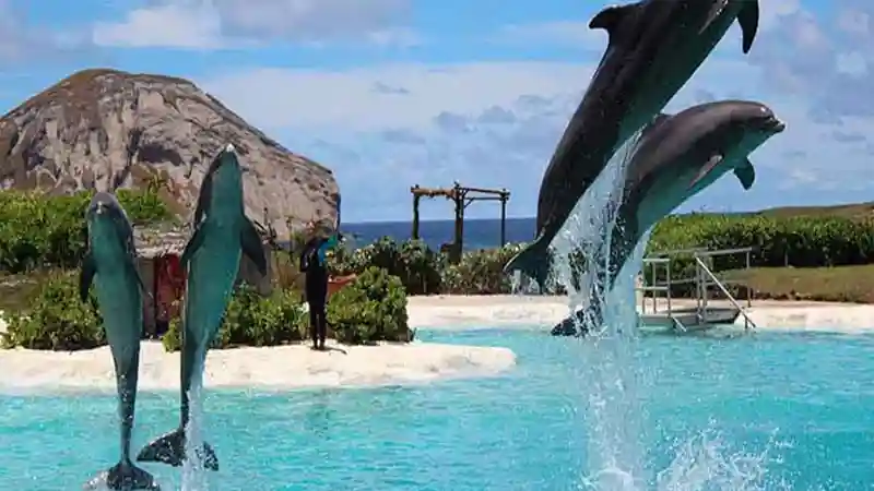 ساعات بازدید از پارک دلفین در کیش