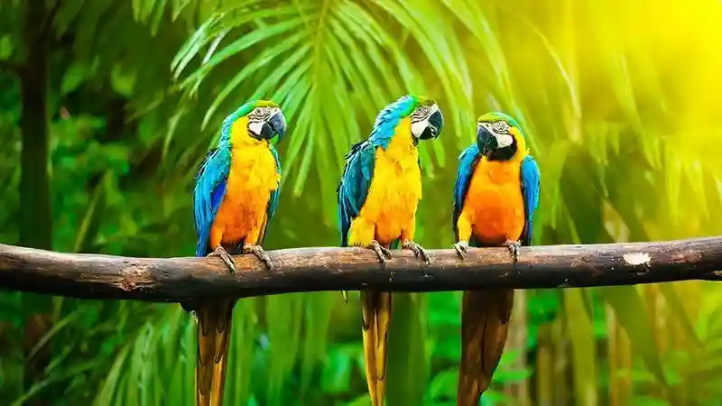باغ پرندگان کیش با گونه های متنوع و خاص