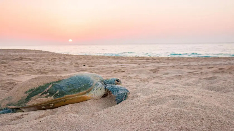 ساحل لاکپشت ها قشم یکی از جاهای دیدنی قشم