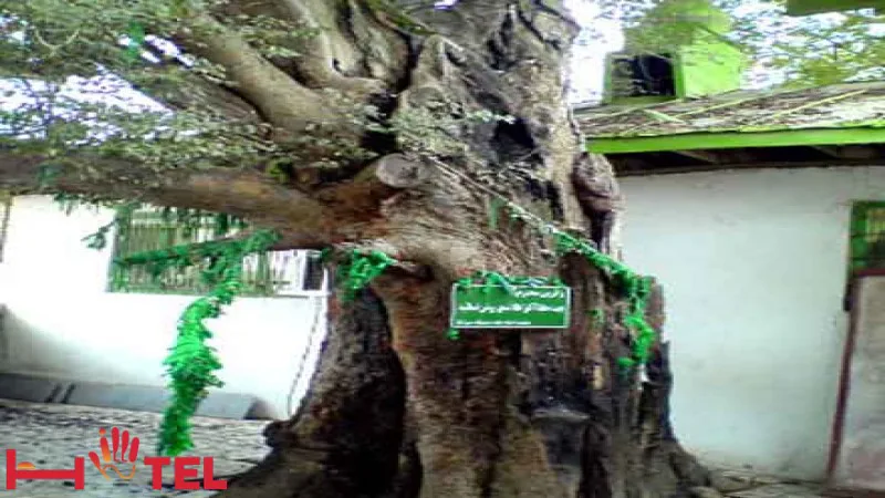 درخت سبز قبا فومن