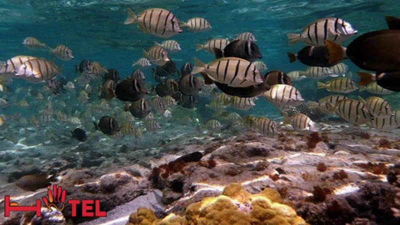 ماهی های آکواریومی جزیره هنگام قشم
