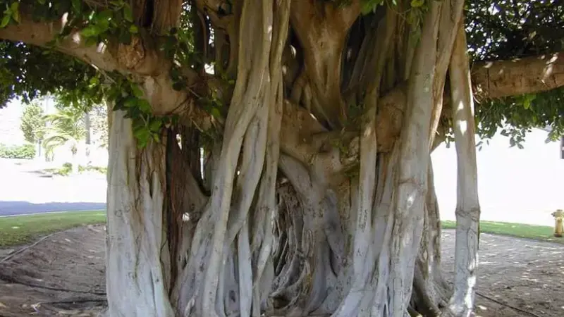 درخت انجیر معابد قشم؛ جاذبه ای شگفت انگیز با قدمت 600 ساله