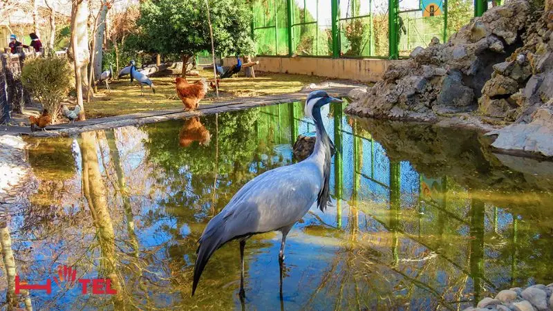گشتی در میان آوازهای طبیعت در باغ پرندگان اصفهان