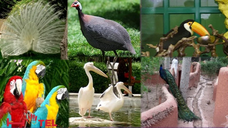 گونه های موجود در باغ پرندگان شیراز