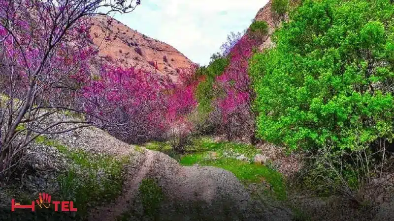 
دره ارغوان