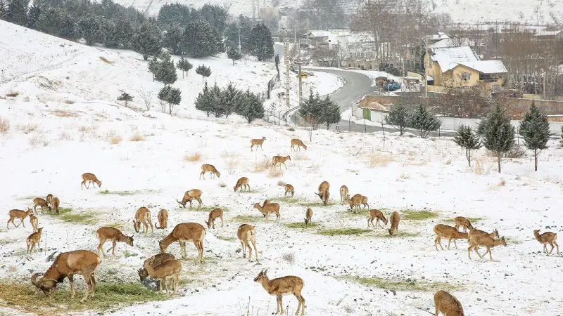 منطقه حفاظت شده ورجین تهران