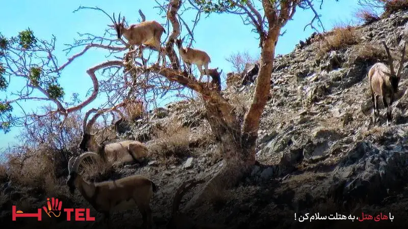 گونه های جانوری پارک ملی بختگان شیراز