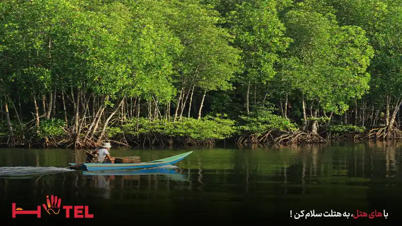 جنگل حرا قشم کجاست؟